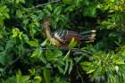 Peru-Amazon Hoatzin bird in jungle tree Art Print